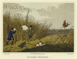 Bittern Shooting